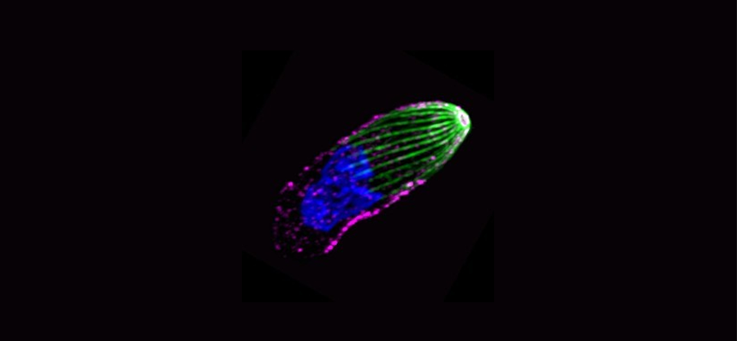 Image en microscopie à super-résolution montrant le toxoplasme en extension Le système ressort des microtubules (vert) est complètement déchargé, l’appareil moteur (rose) est au repos et le noyau (bleu) est allongé selon l’axe majeur du parasite. © IAB (C