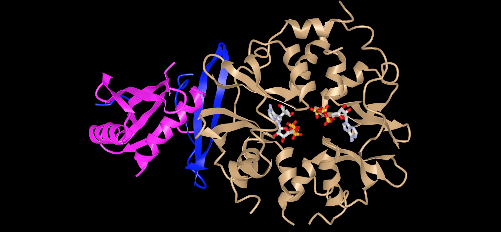 AMPK, "AMP-activated protein kinase"