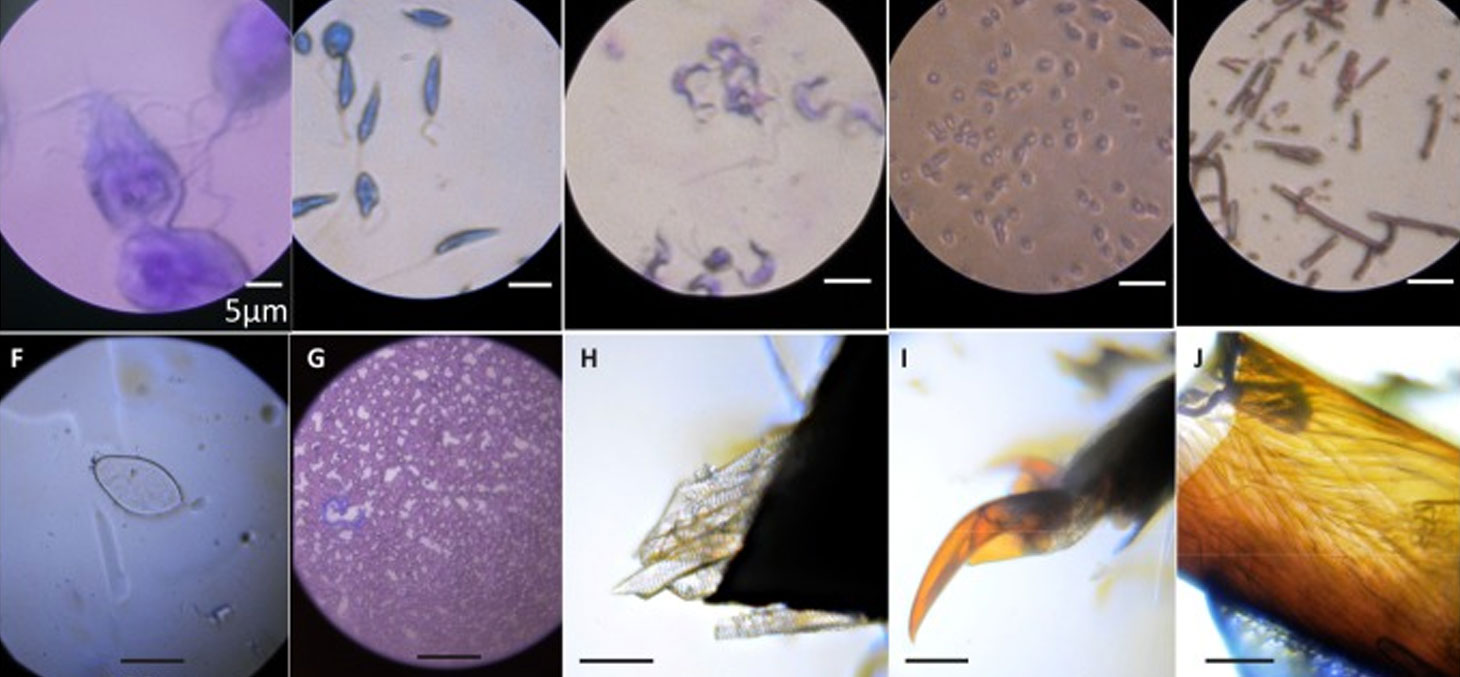Des images observées grâce au "Foldscope" © Cybulski J, Clements J, Prakash M / Wikimédia , CC BY-SA