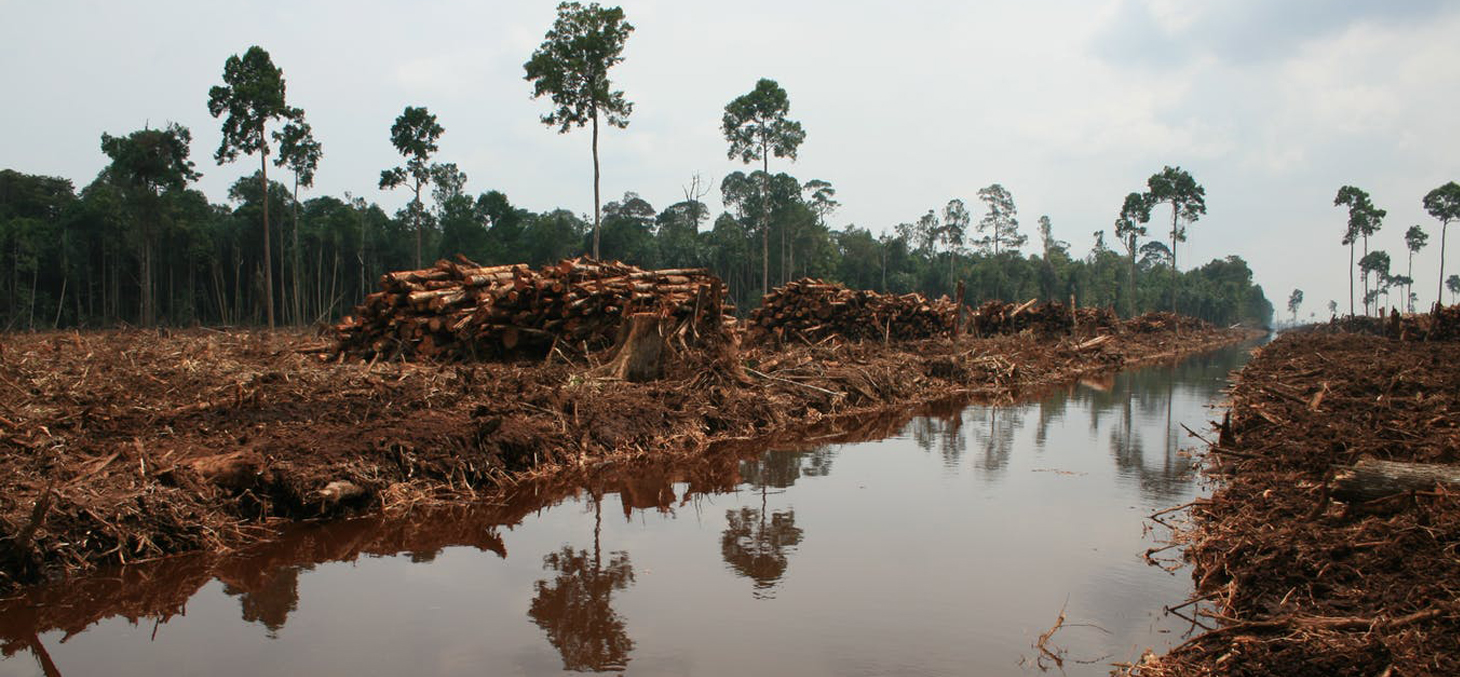Au Brésil, Ignacy Sachs a participé à de nombreux projets de développement et notamment encouragé la valorisation de la biomasse en Amazonie / Flickr, CC BY-NC-ND