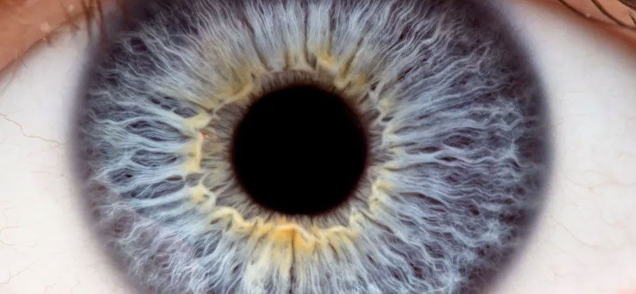 Longtemps, le glaucome demeure invisible. Il ne se révèle souvent que lorsqu'il est trop tard. © Shutterstock