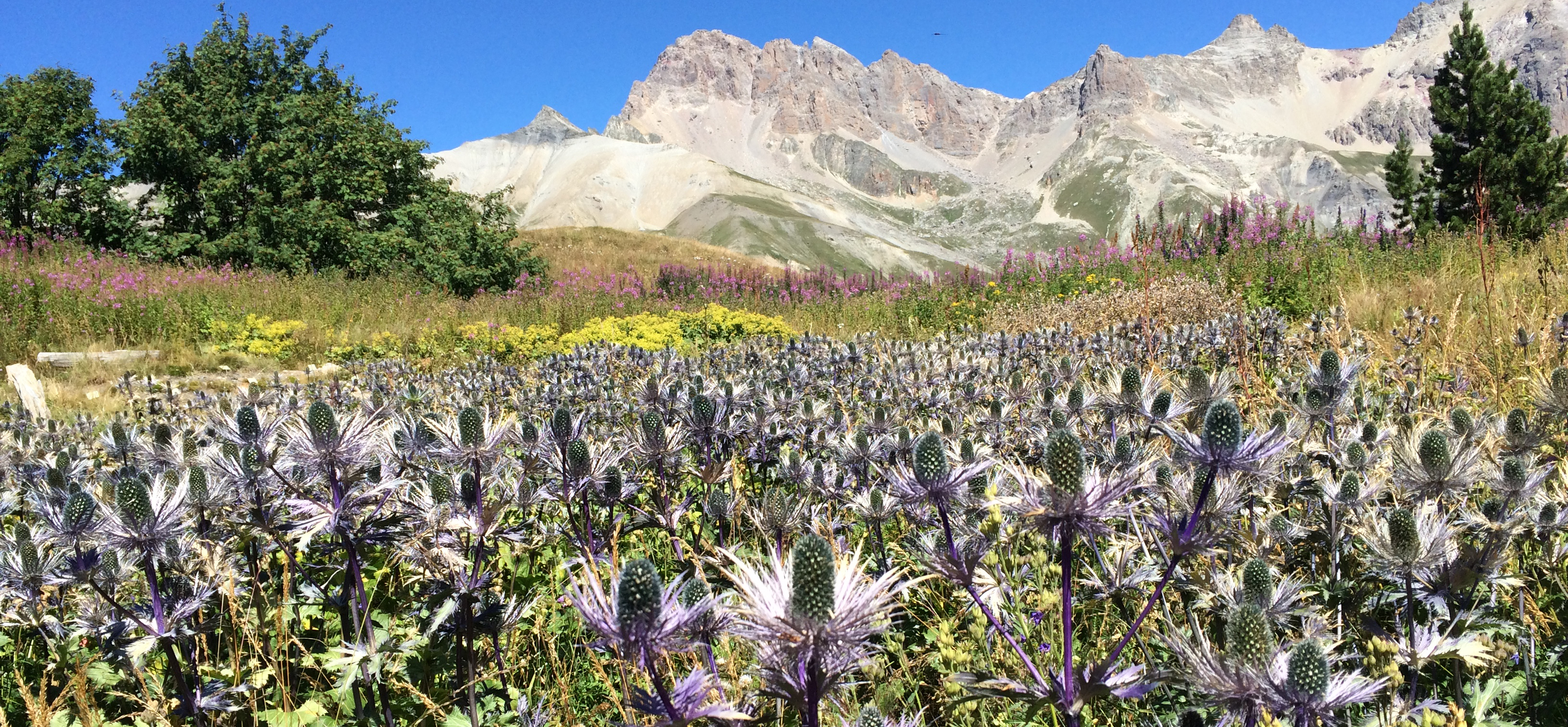 Un champ de chardons bleus, la plante emblématique protégée : la reine des alpes, avec en arrière plan la chaîne du Galibier.