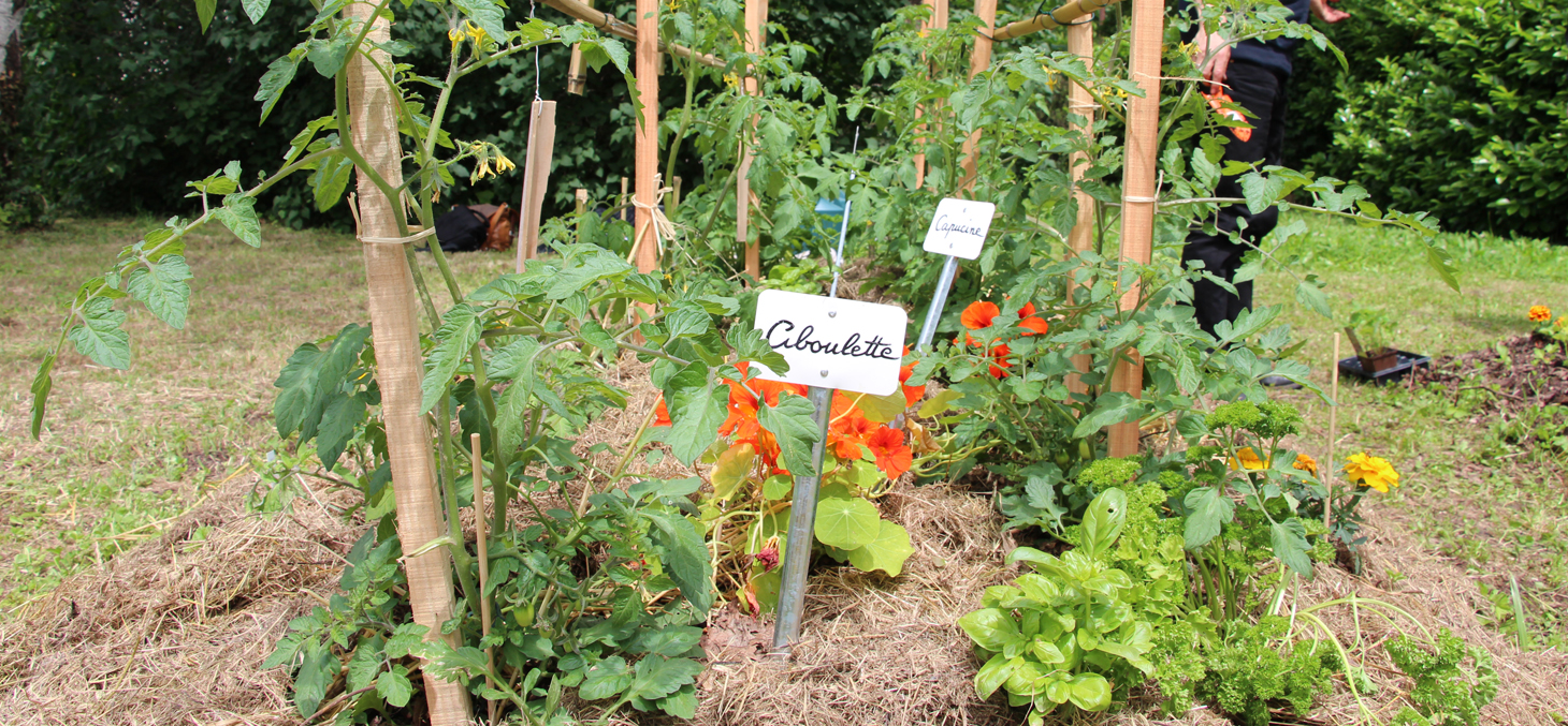 Les jardins partagés de l'ESPE- permaculture