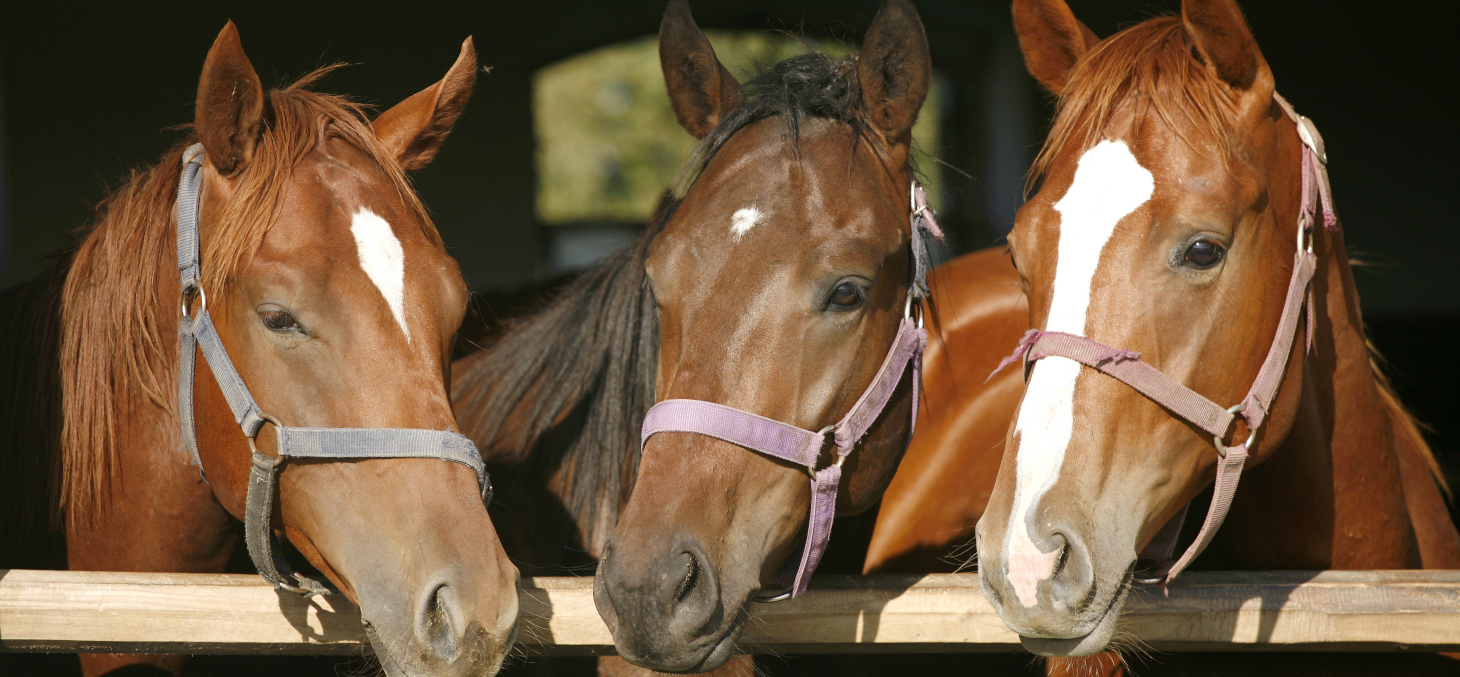 Une vague de crimes et mutilations à l'encontre de chevaux fait frémir la France depuis plusieurs mois. Shutterstock