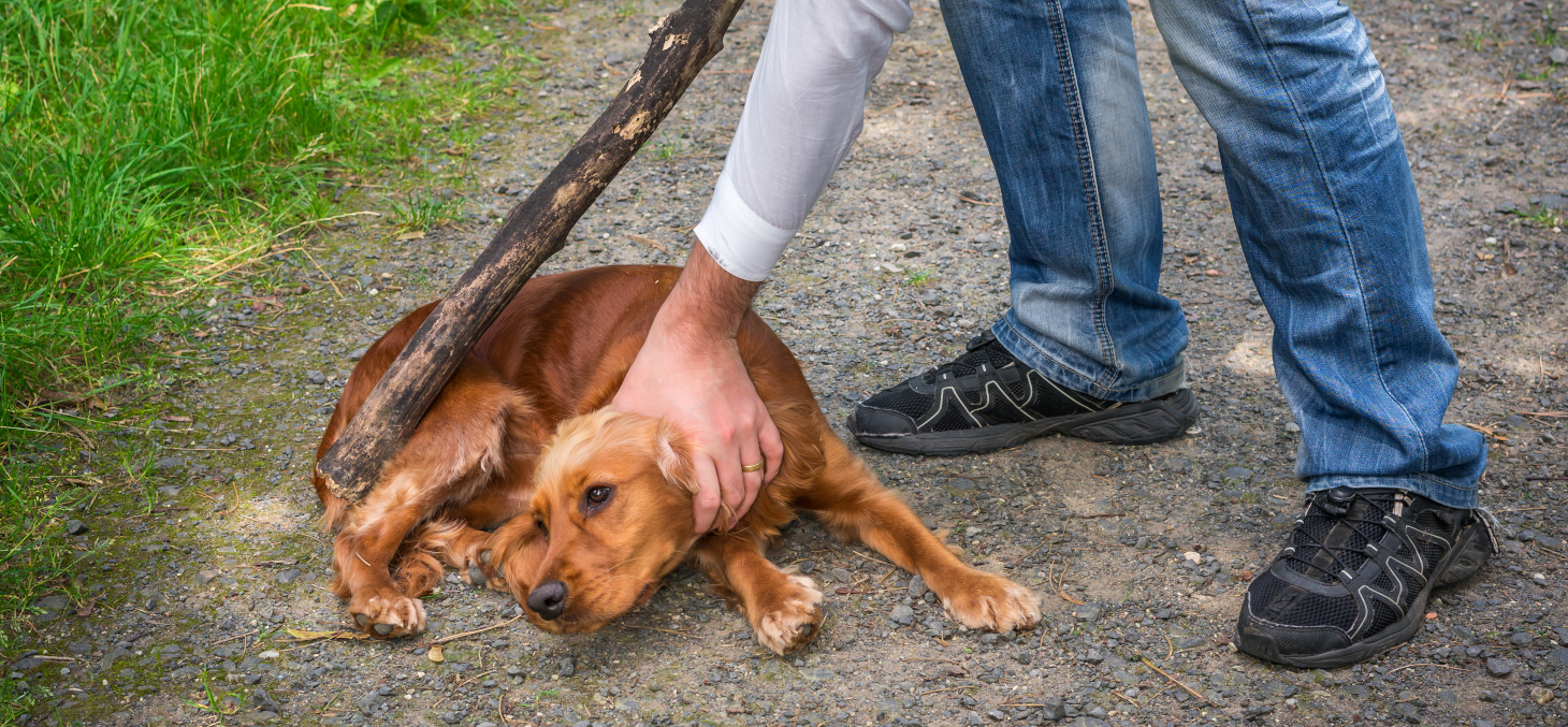 Un faisceau d’indices concordants semble indiquer que les individus violents envers les animaux ont tendance à l’être envers les êtres humains. Shutterstock
